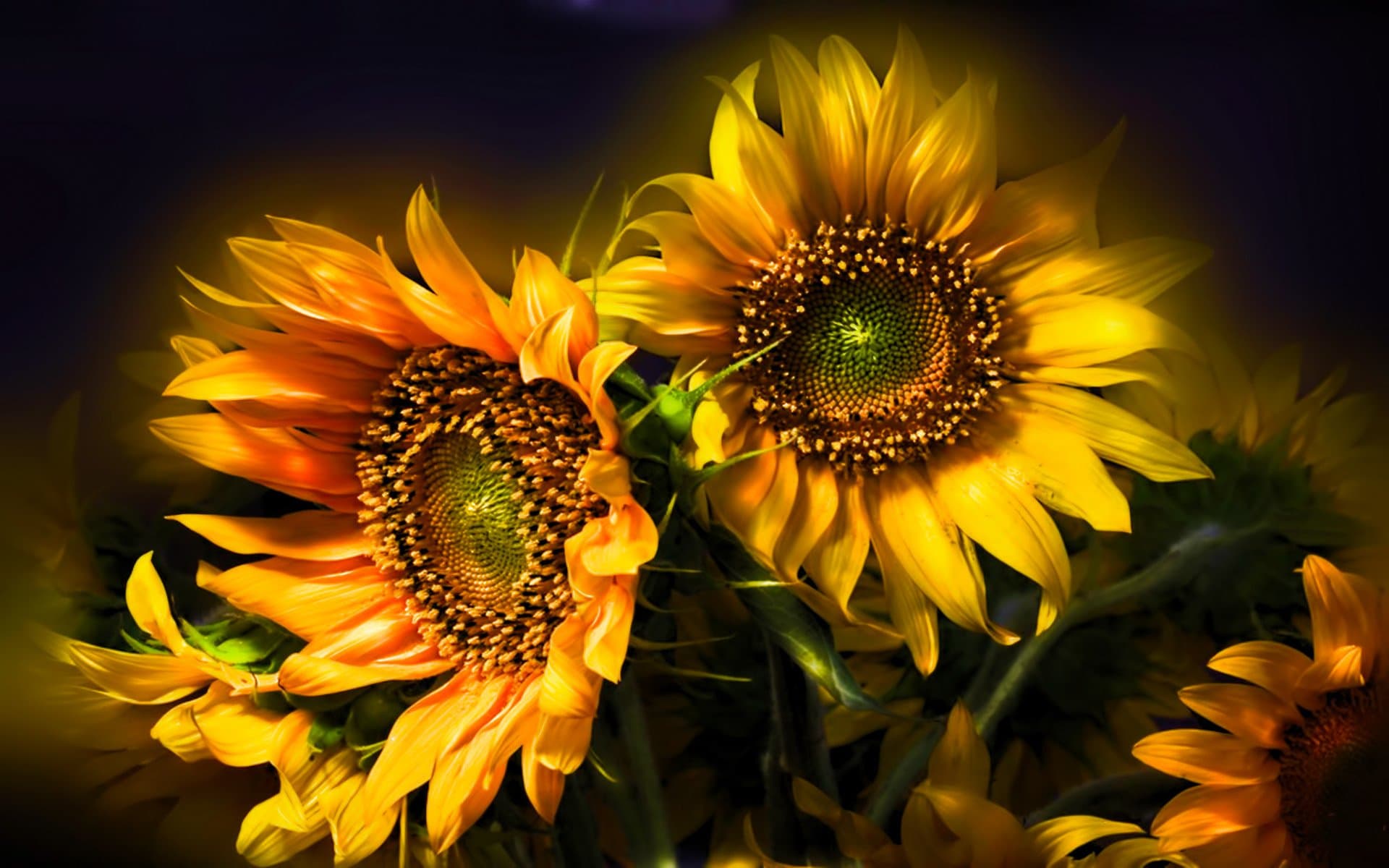 Golden sunflowers, a symbol of Ukraine and resilience